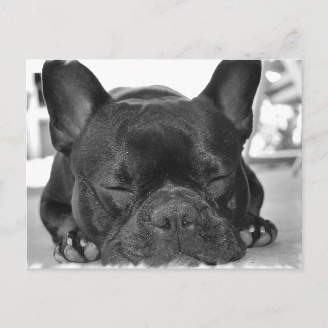 Carte postale Bulldog (Devant)