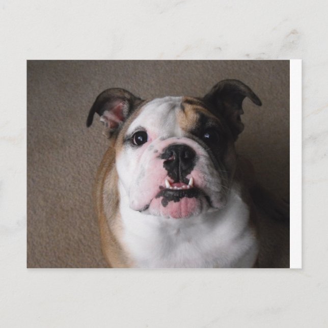 Carte Postale Bulldog anglais (Devant)