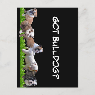Carte Postale Bulldog anglais
