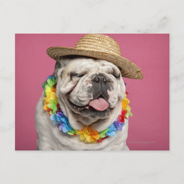 Carte Postale Bulldog anglais (18 mois) en paille (Devant)