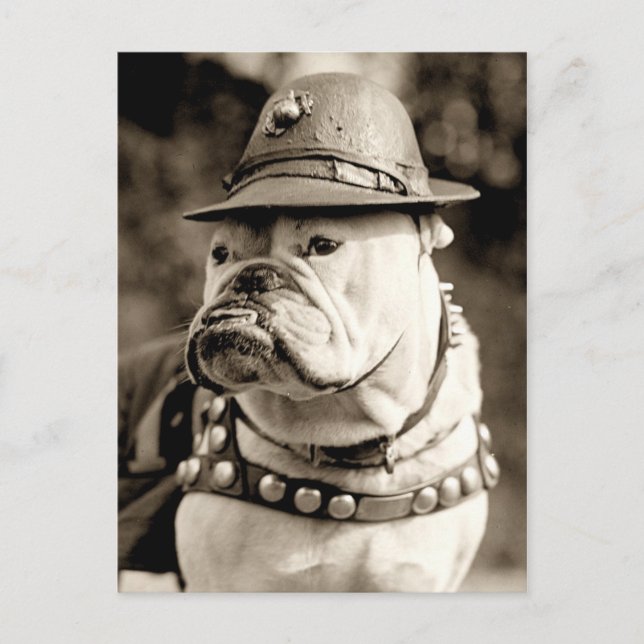 Carte Postale Bulldog en patrouille avec casquette et cape (Devant)