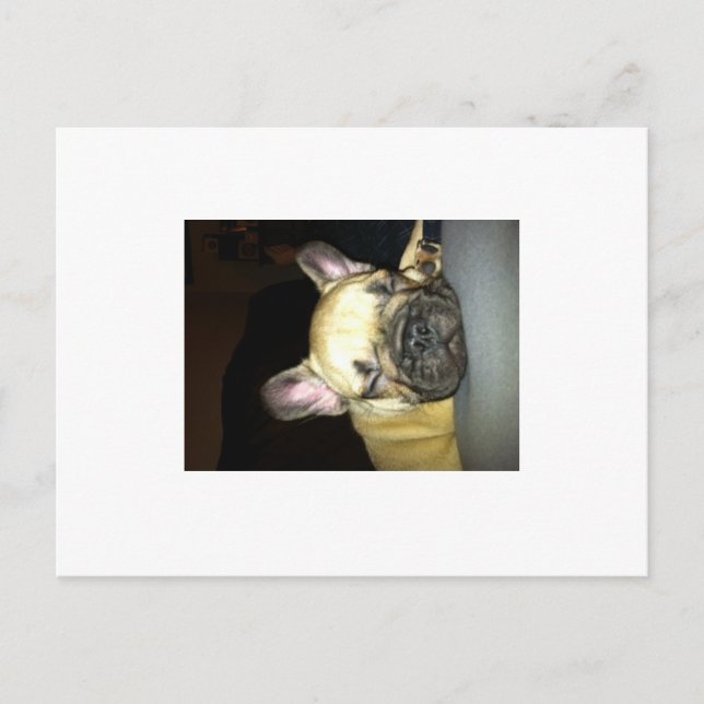 Carte Postale bulldog français (Devant)