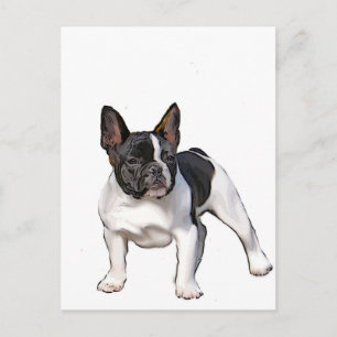 CARTE POSTALE BULLDOG FRANÇAIS NOIR ET BLANC