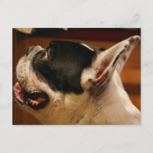 Carte Postale bulldog.png
