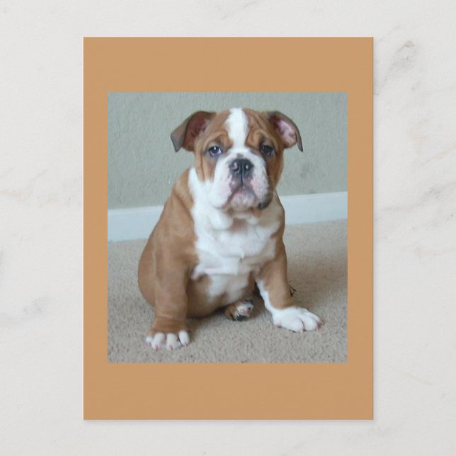 Carte postale Bulldog Puppy (Devant)