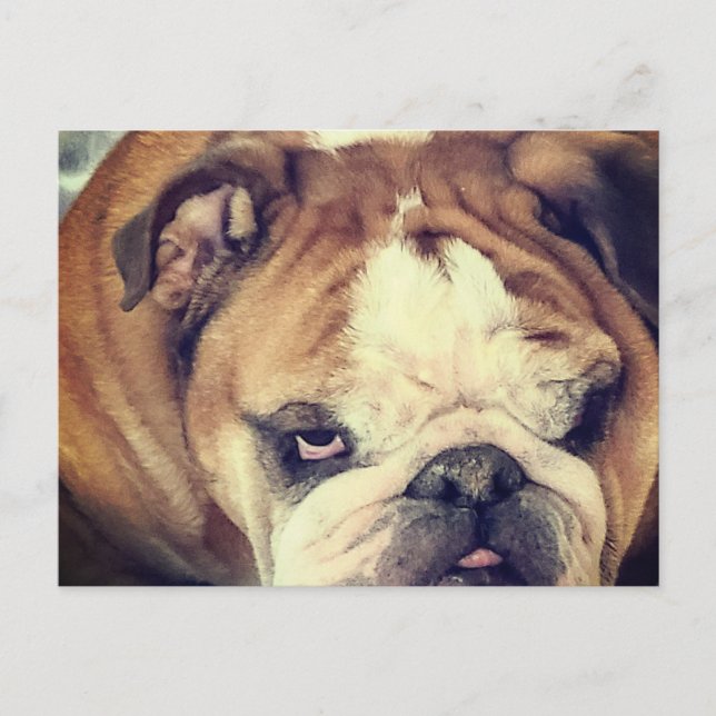 Carte Postale bulldog stink eye (Devant)