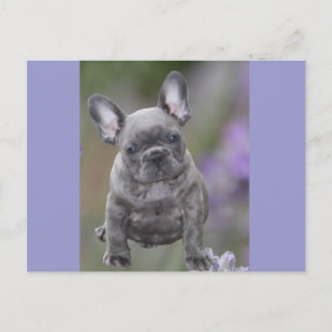 Carte postale bulldogue française