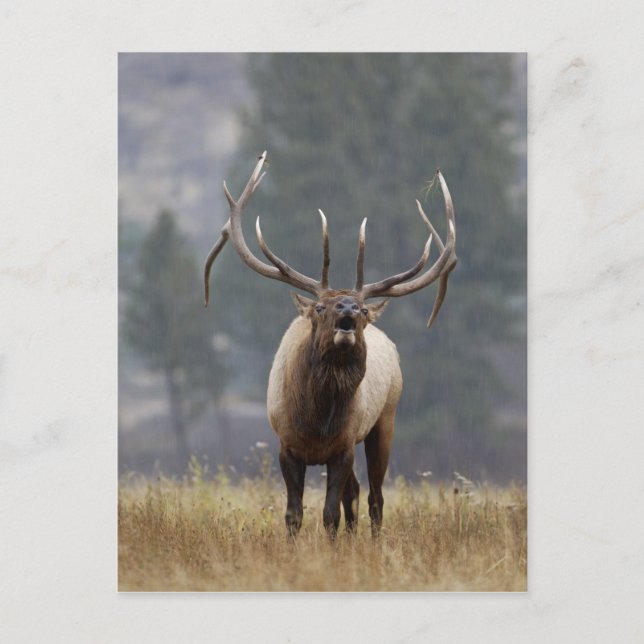 Carte Postale Bulle de l'Elk, Yellowstone NP, Wyoming 2 (Devant)