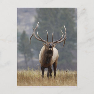 Carte Postale Bulle de l'Elk, Yellowstone NP, Wyoming 2