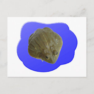 Carte postale Bullfrog