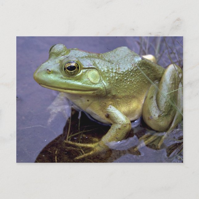 Carte Postale Bullfrog, Lac St. Peter, Ontario, Canada (Devant)