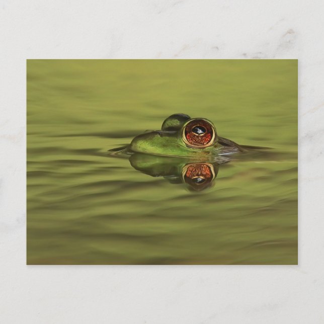 Carte postale Bullfrog Swimming (Devant)