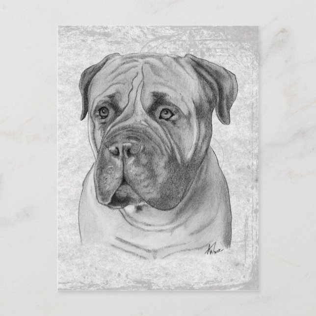 Carte Postale Bullmastiff (Devant)