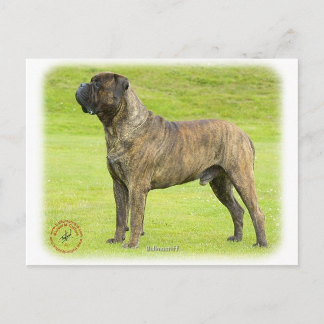 Carte Postale Bullmastiff 9R071D-077 (Devant)