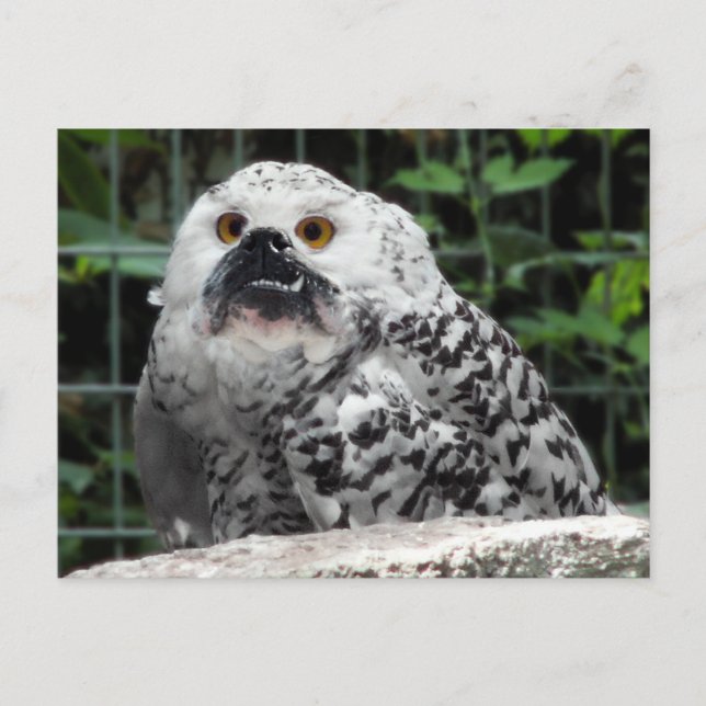 Carte postale Bullowl (Devant)