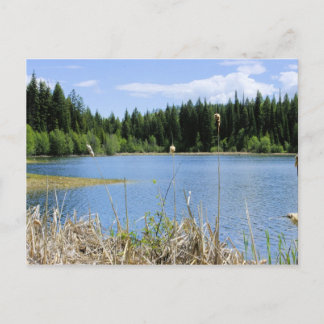 Carte Postale Bullrush - Lac Marshall