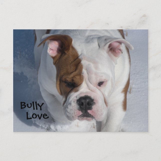Carte Postale Bully de neige 2 - Bulldog anglais (Devant)