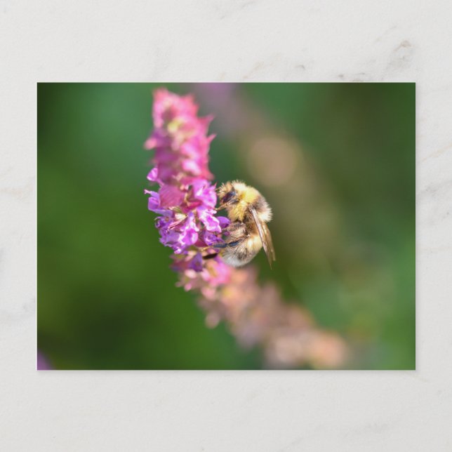 Carte Postale Bumble Bee (Devant)