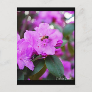 Carte postale Bumble Bee