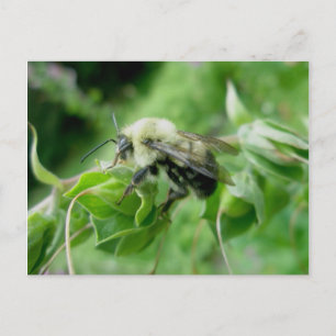 Carte postale Bumble Bee