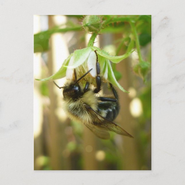 Carte postale Bumble Bee (Devant)