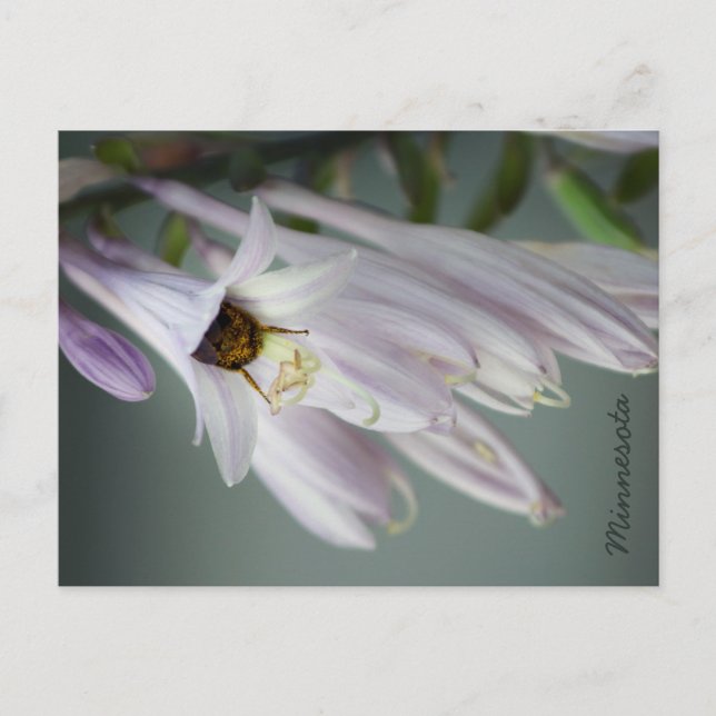 Carte Postale Bumble Bee in Hosta Postcard (Devant)
