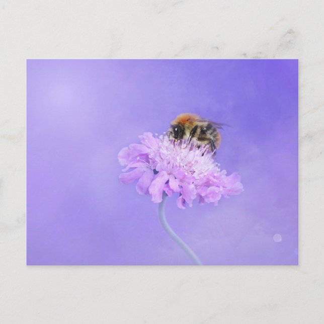 Carte Postale Bumble Bee perché sur une fleur violette (Devant)
