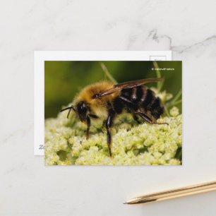 Carte Postale Bumblebebe sur la carotte en fleurs