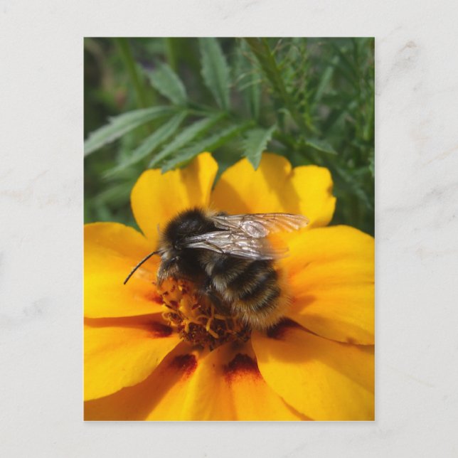 Carte postale Bumblebee (Devant)