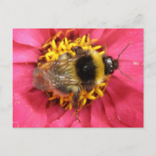 Carte postale Bumblebee