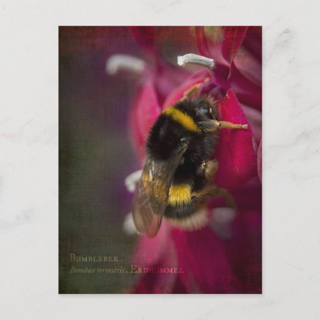 Carte postale Bumblebee (Devant)