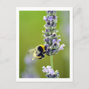 Carte Postale Bumblebee on Lavender