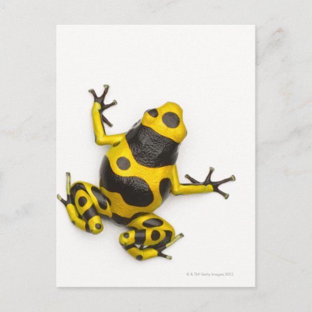 Carte Postale Bumblebee Poison Dart Frog (Devant)