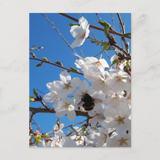 Carte Postale Bumblebee sur la fleur de cerisier sauvage (Devant)