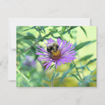 Bumblebee sur Purple Daisy