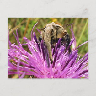 Carte Postale Bumblefant