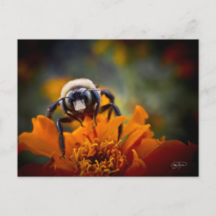 Carte Postale Bunble Bee