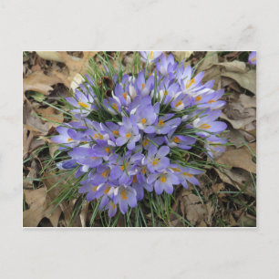 Carte Postale Bundle Crocus