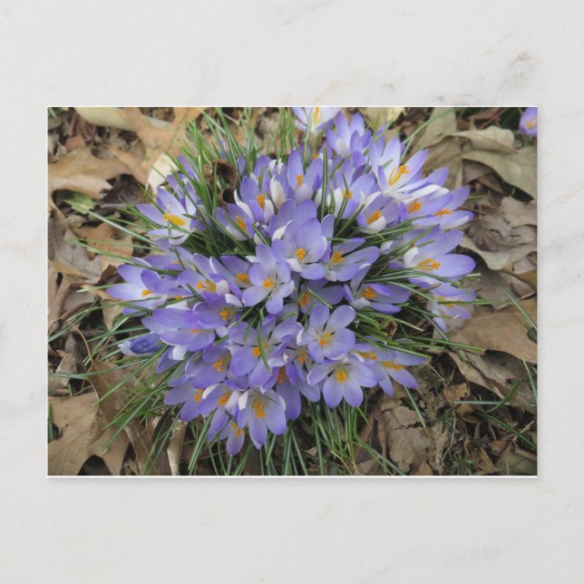 Carte Postale Bundle Crocus (Devant)