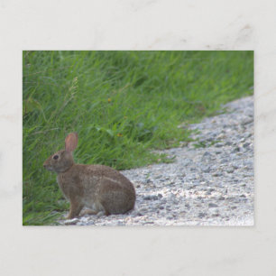 Carte postale Bunny