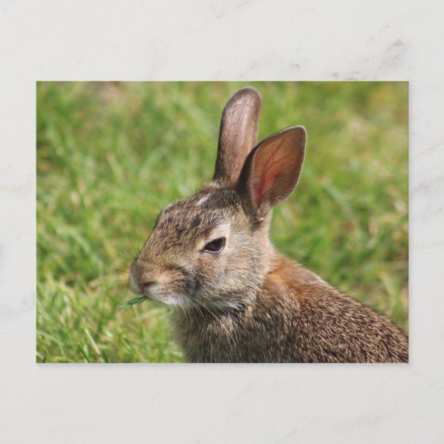 Carte postale Bunny (Devant)