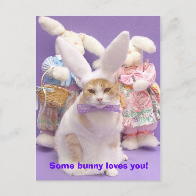 Carte Postale Bunny Bubba 3 (Devant)