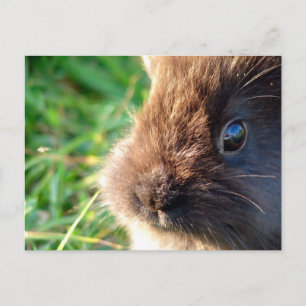 Carte Postale Bunny Lionhead