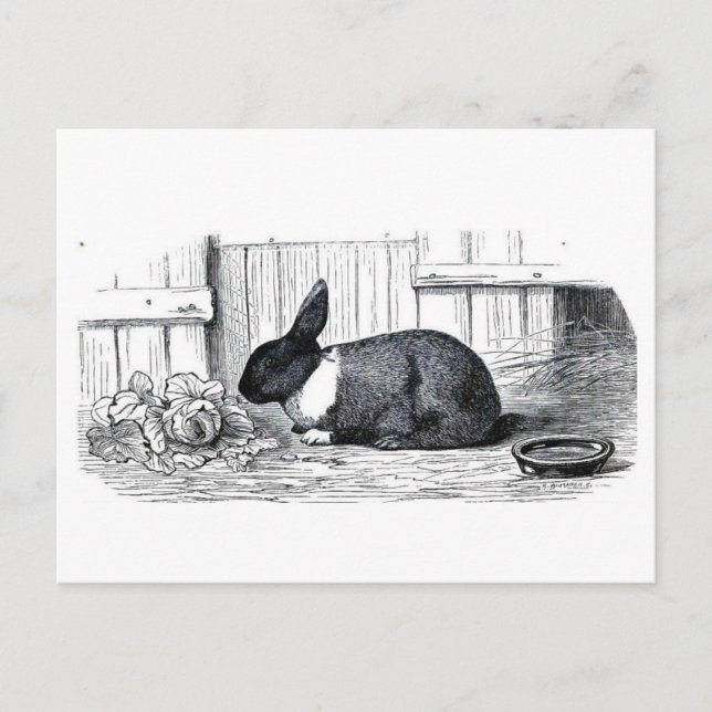 Carte Postale Bunny néerlandais (Devant)