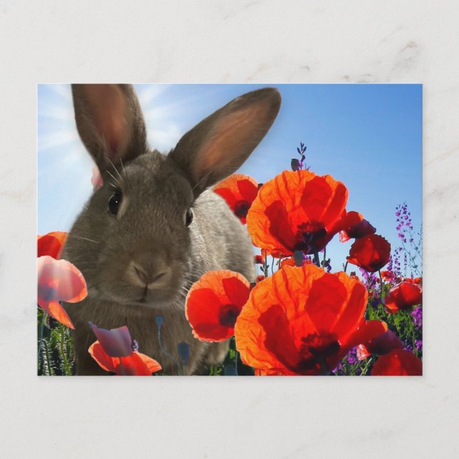 Carte Postale Bunny Springtime (Devant)