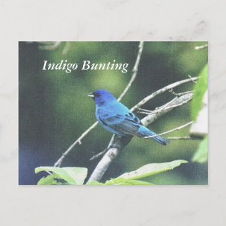 Carte Postale Bunting Indigo