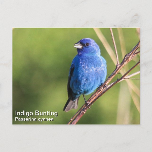 Carte Postale Bunting Indigo (Devant)