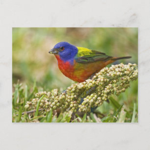 Carte Postale Bunting peint