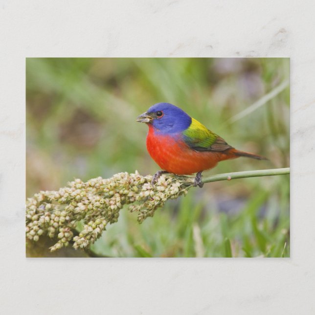 Carte Postale Bunting peint (ciris passeriens) alimentation mâle (Devant)
