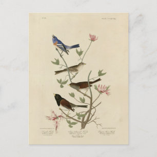 Carte Postale Bunting, Sparrow, Junco, (Finches) Oiseaux d'Audub